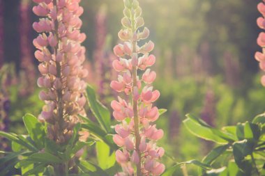 Çiçek açan lupin çiçekleri. Lupin tarlası. Renkli yaz çiçeği arkaplanı.