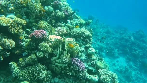 Peixes tropicais coloridos subaquáticos e belos corais — Vídeo de Stock