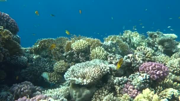 Peixes tropicais coloridos subaquáticos e belos corais — Vídeo de Stock