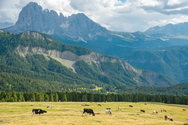 秋季盖斯勒或奥德山多洛米特集团, val di funes — 图库照片