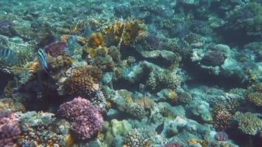 Tropik mercan resifi. Ras Mohamed, Sharm el Sheikh, Mısır 'da sualtı balıkları