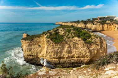 Doğal mağaralar plajı ve martı. Algarve Sahili, Portekiz
