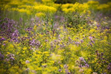 Gün batımında çayır yaz çiçekleri. Doğa rezervi arkaplanı