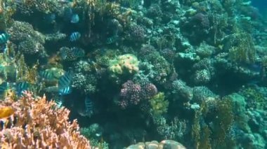 Renkli tropikal mercan resifi. Ras Mohamed Ulusal Parkı 'ndaki sualtı balık ve mercanları Sharm el Sheikh, Mısır