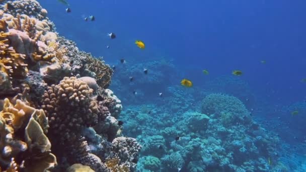 Underwater Färgglada Tropiska Fiskar Och Vackra Koraller Röda Havet Sharm — Stockvideo