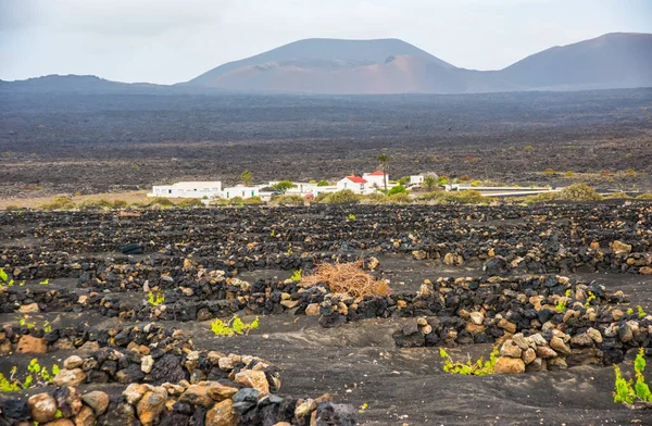 Prachtig Landschap Met Vulkanische Wijngaarden Traditionele Wijnproductie Van Lanzarote Canarische — Stockfoto