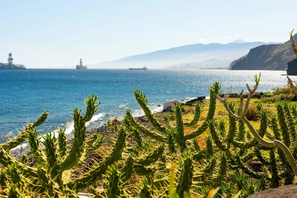 Güzel Kanarya Manzarası Kaktüs Okyanus Ile Tenerife Kanarya Adaları — Stok fotoğraf