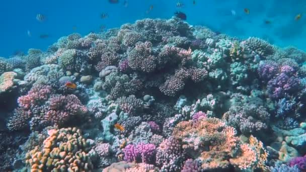 Terumbu Karang Tropis Berwarna Ikan Dan Karang Bawah Laut Taman — Stok Video