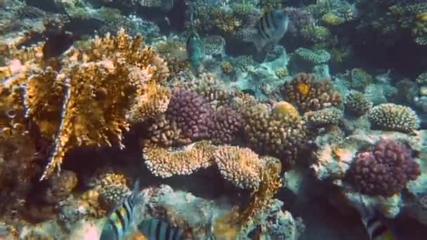 Színes Trópusi Korallzátony Víz Alatti Halak Korallok Ras Mohamed Nemzeti — Stock videók
