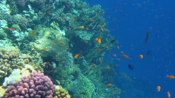 Kleurrijk Tropisch Koraalrif Onderwater Vissen Koralen Het Nationale Park Ras — Stockvideo