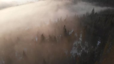 Beyaz kar tepeleri olan ladin ormanları ve Karpat dağlarında gün doğumu sisi. Hava 4K videosu.
