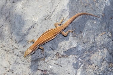 Duvar kertenkelesi, Podarci liepisi, güneşli bir günde bir kayanın üzerinde ısınıyor.