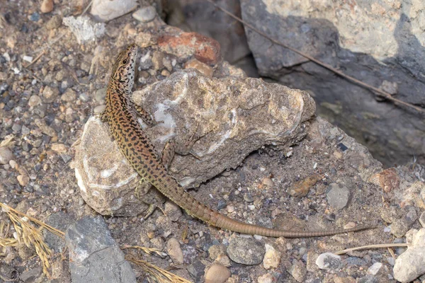 Lagarto de pared, Podarcis liolepis, calentándose en una roca en un día soleado — Foto de Stock