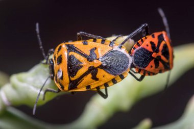 Bir çift Eurydema ventralis yeşil bir bitkide çiftleşiyor