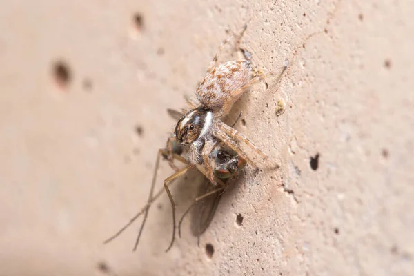Mujer Menemerus semilimbatus spider hunting a mosquito a concrete wall — Foto de Stock