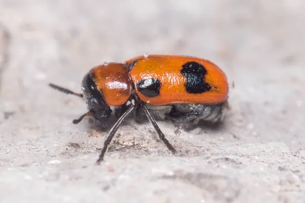 Coptocephala sp. escarabajo caminando sobre una roca en un día soleado — Foto de Stock