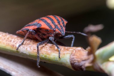 Graphosoma lineatum yiyecek aramak için bir bitkinin üzerinde yürüyor.