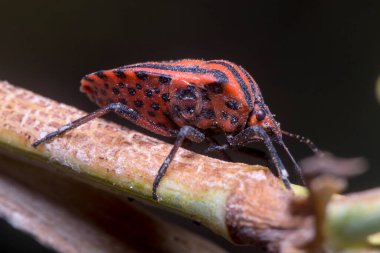 Graphosoma lineatum yiyecek aramak için bir bitkinin üzerinde yürüyor.