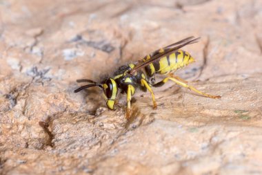 Güneşli bir günde Vespula Germanica eşekarısı bir kayanın üzerinde poz verdi