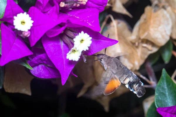 Koliber jastrząb ćma, Macroglossum stellatarum, żywiący się małym białym kwiatem — Zdjęcie stockowe