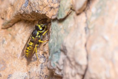 Güneşli bir günde Vespula Germanica eşekarısı bir kayanın üzerinde poz verdi