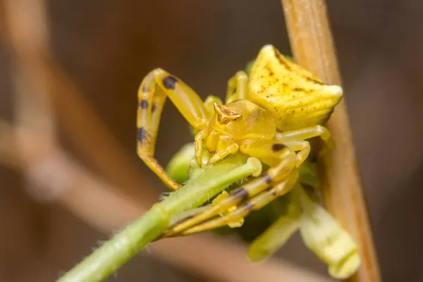 雌のThomisus onustusクモのポーズの緑の植物待っていますのためにプリーズ — ストック写真