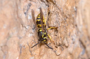 Güneşli bir günde Vespula Germanica eşekarısı bir kayanın üzerinde poz verdi