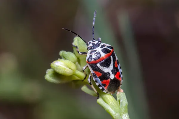 Eurydema ornata bug escudo escalando um galho em um dia ensolarado — Fotografia de Stock