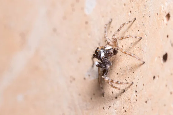 Masculino Menemerus semilimbatus aranha posou em uma parede à espera de presas — Fotografia de Stock