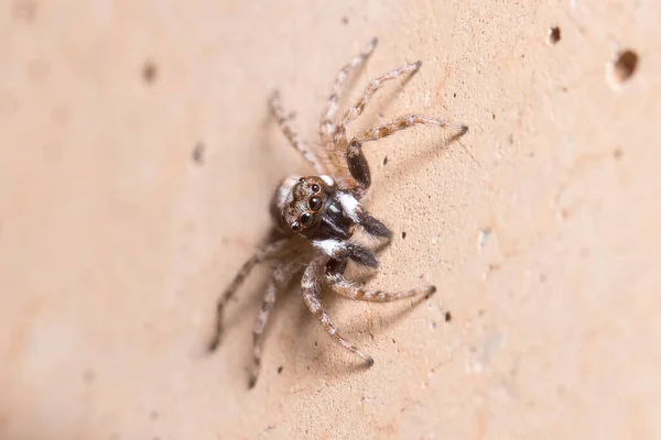 Maschio Menemerus semilimbatus ragno posato su un muro in attesa di prede — Foto Stock