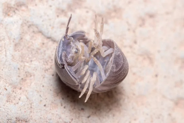 Roly poly bug, Armadillidium vulgare, próbuje stanąć na nogi. — Zdjęcie stockowe