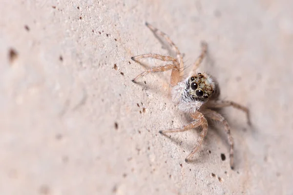 Самка Menemerus semilimbatus spider смотрит из бетонной стены — стоковое фото