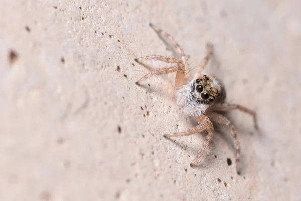 Mujer Menemerus semilimbatus araña mirando desde una pared de hormigón — Foto de Stock