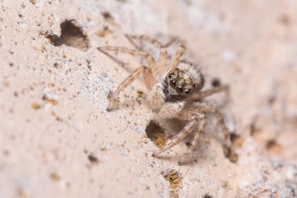 Menemerus semilimbatus femminile ragno che fissa da un muro di cemento — Foto Stock
