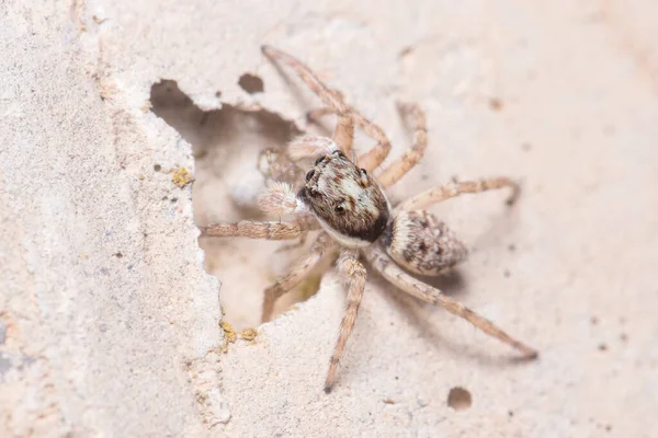 Θηλυκό Menemerus semilimbatus αράχνη κοιτάζοντας από ένα τσιμεντένιο τοίχο — Φωτογραφία Αρχείου
