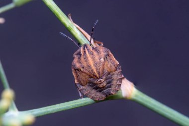 Graphosoma lineatum nymph yiyecek arayan bir bitkiye poz verdi