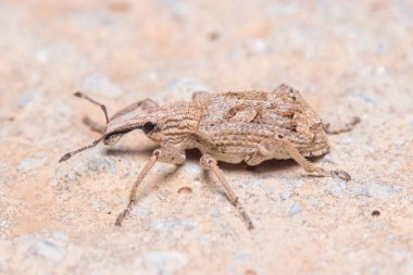 Rhytideres plicatus buğday biti Güneşin altındaki bir kayanın üzerinde yürüyor