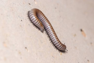 Ommatoiulus rutilans kırkayak beton bir duvarda yürüyor