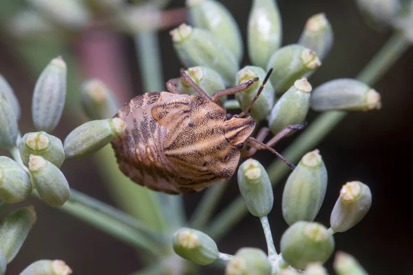 Graphosoma lineatum ninfa posou em uma planta à procura de alimentos — Fotografia de Stock