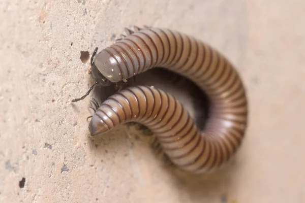 Ommatoiulus rutilans millipede walking on a concrete wall — Stock Photo, Image