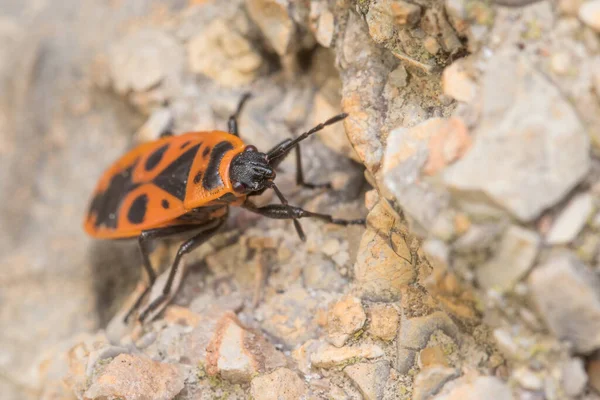 Pirrocoris apterus caminando sobre una roca en un día soleado — Foto de Stock