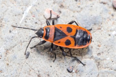 Güneşli bir günde beton zeminde yürüyen Pyrrhocoris apterus.