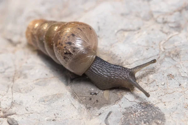 Rumina decollata caracol rastejando em uma rocha em um dia ensolarado — Fotografia de Stock