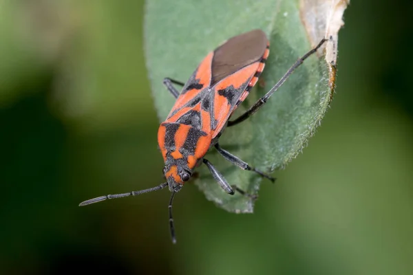 Spilostethus furcula bug andando em uma planta verde — Fotografia de Stock