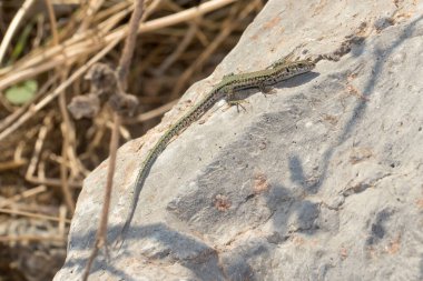 Duvar kertenkelesi, Podarci liepisi, güneşli bir günde bir kayanın üzerinde ısınıyor.