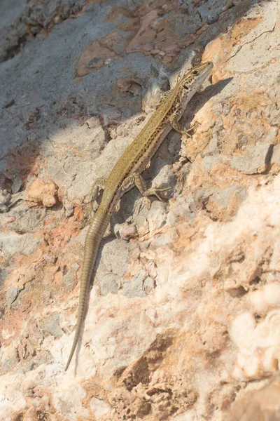 Lagarto de pared, Podarcis liolepis, calentándose en una roca en un día soleado — Foto de Stock