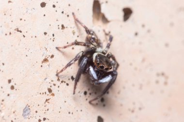 Hasarius adansoni örümceği beton bir duvarda avını bekliyor.