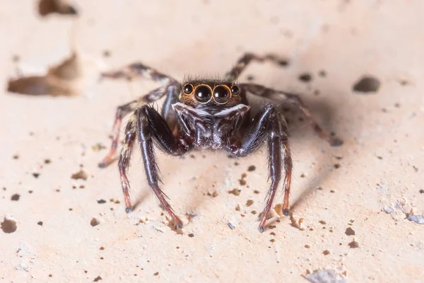 Hasarius adansoni spider posó en una pared de hormigón esperando presas — Foto de Stock