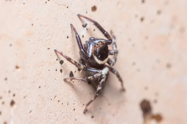 Hasarius adansoni spider posed on a concrete wall waiting for preys — Stock Photo, Image