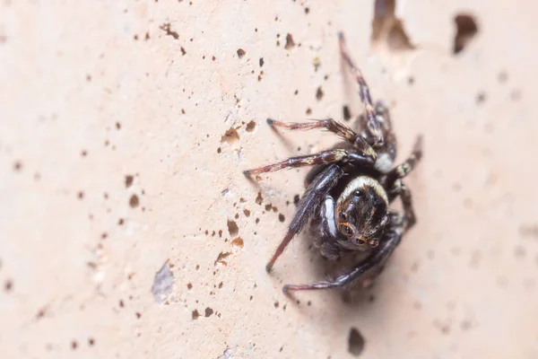 Hasarius adansoni αράχνη ποζαρισμένη σε τσιμεντένιο τοίχο περιμένοντας θηράματα — Φωτογραφία Αρχείου